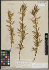 Foto von Salix alba L. x Salix fragilis L.